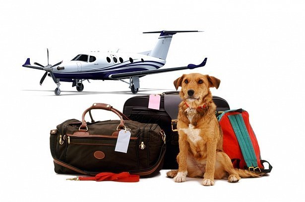 Документы для вывоза собаки за границу
