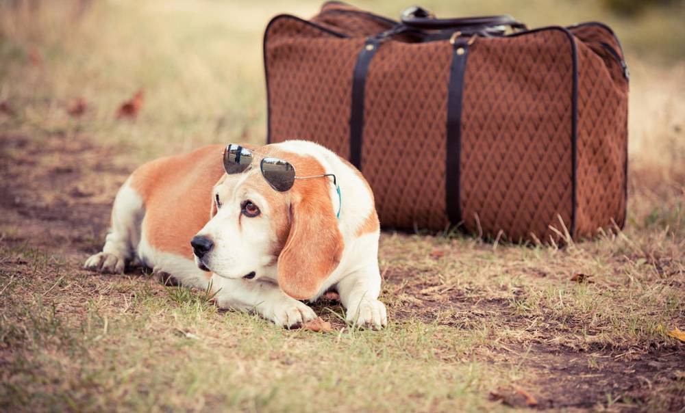 Как вывезти собаку за границу