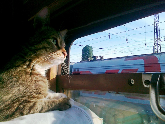 Документы для кошки в поезде